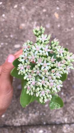 Perene: Sedum Spectabile Variegatum