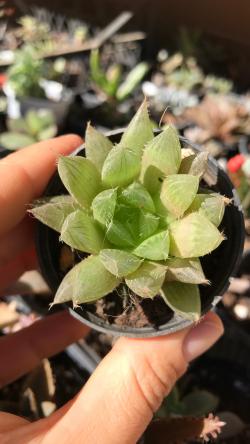 Sadnice - sobne biljke: Haworthia cooperi var. pringlei