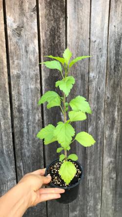 Perene: Baštenski hibiskus, sadnica