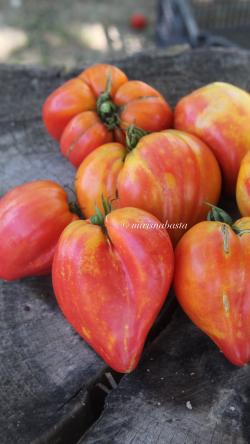 Seme povrća: Paradajz Amber Baron, prodaja semena