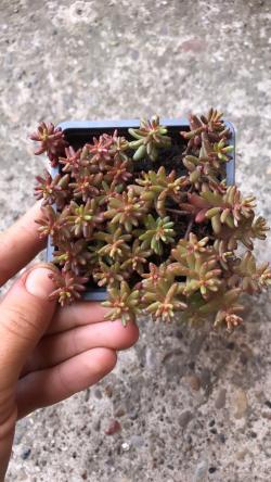 Perene: Sedum album Coral Carpet