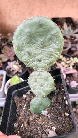 Kaktusi: Opuntia sp. 