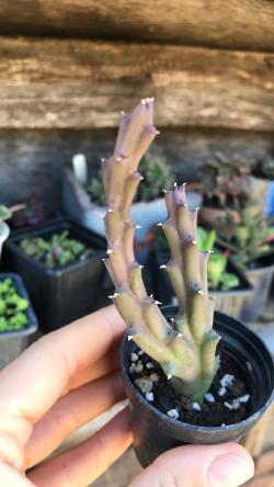 Kaktusi: Stapelia variegata / orbea variegata