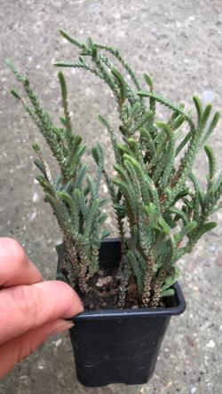 Sadnice - sobne biljke: Crassula muscosa