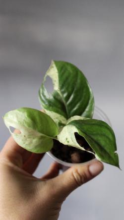 Sadnice - sobne biljke: Epipremnum Pinnatum Marble variegata 
