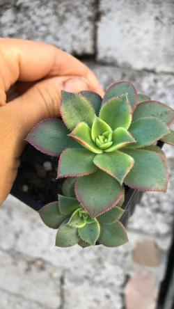 Perene: Aeonium Kiwi