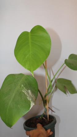 Sadnice - sobne biljke: Monstera Deliciosa ALBO -slabije prošarana