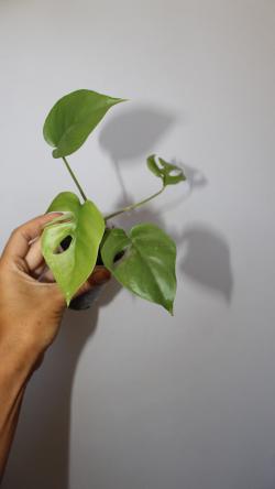 Sadnice - sobne biljke: Monstera Tetrasperma