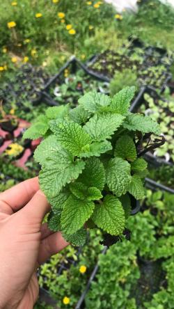 Začini i lekovito bilje: Matičnjak ( Melissa Officinalis ) Lekovita i aromatična biljka, manja sadnica