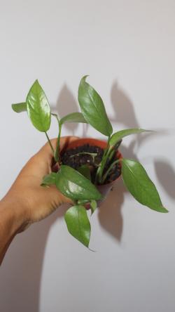 Sadnice - sobne biljke: Epipremnum Pinnatum Blue Form 