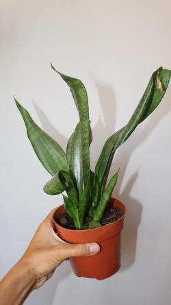 Sadnice - sobne biljke: Sanseveria 