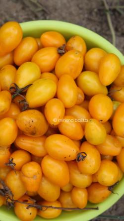 Seme povrća: Paradajz Yellow Pear cherry, žute kruškice, prodaja semena