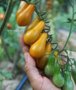 Seme povrća: Paradajz Narandžaste kruškice iz Stokholma, prodaja semena