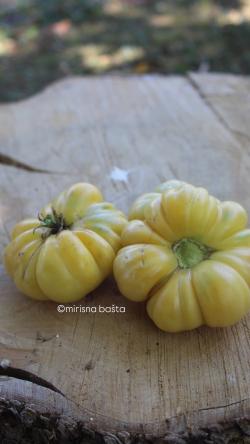 Seme povrća: Paradajz Fantome du Laos, seme