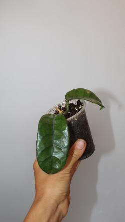 Sadnice - sobne biljke: Hoya Villosa- manja biljka