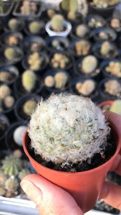 Kaktusi: Mammillaria Plumosa