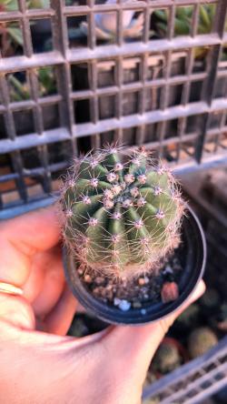 Kaktusi: Echinopsis kaktus 