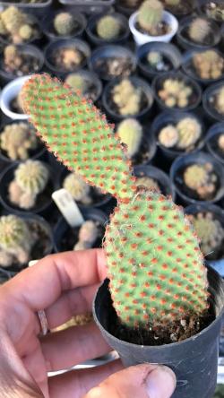 Kaktusi: Opuntia Microdasys Rufida