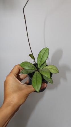 Sadnice - sobne biljke: Hoya Crassipetiolata- manja biljka