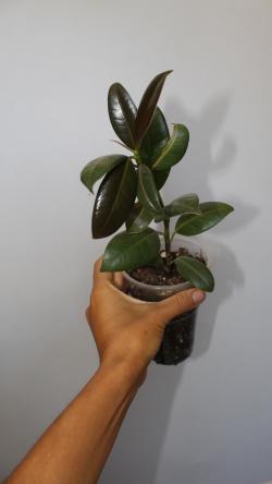 Sadnice - sobne biljke: Fikus sitnolisni/ Ficus elastica Melany
