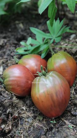 Seme povrća: Paradajz Brad's Black Heart, Crno Volovsko Srce, prodaja semena