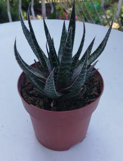 Sadnice - sobne biljke: Gastro aloja