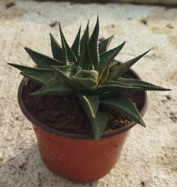 Sadnice - sobne biljke: Hawortia limofilia