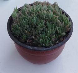Sadnice - sobne biljke: Hawortia cooperi