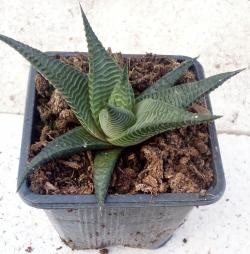 Sadnice - sobne biljke: Haworthia limifolia