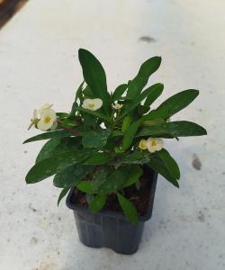 Sadnice - sobne biljke: Hristov trn-Euphorbia