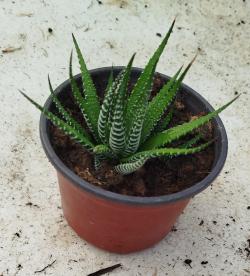 Sadnice - sobne biljke: Hawortia fasciata-Zebra