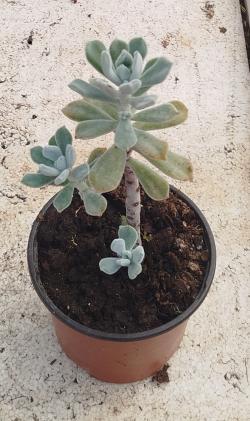 Sadnice - sobne biljke: Eševeria elegans