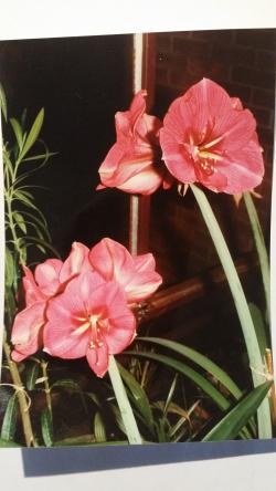 Sadnice - sobne biljke: Amarilis, lukovice 6-8 godina