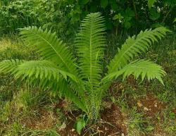 Sadnice - žbunaste vrste: Planinska paprat