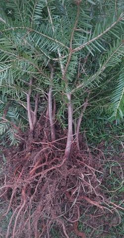 Sadnice - drveće: Sadnice jele