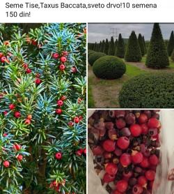 Seme drveća: Tisa,Taxus baccata