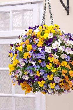 Seme cveća: SITNOCVETNA LJUBIČICA MIX BOJA - 50 SEMENA 