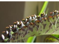 Sadnice - sobne biljke: KALANCHOE DAIGREMONTIANA  -  BILJKA