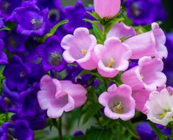 Seme cveća: VISOKI ZVONČIĆ(CAMPANULA MEDIUM) -100 SEMENA