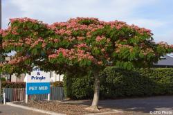 Seme drveća: ALBICIJA (Albizia julibrissin) -20 SEMENA