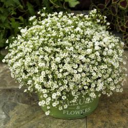 Seme cveća: ŠLAJER (GYPSOPHILA ELEGANS) - 50 SEMENA