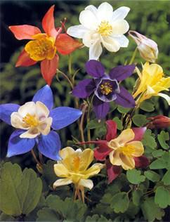 Seme cveća: AKVILEGIJA (AQUILEGIA) - 50 SEMENA