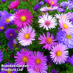 Seme cveća: ALPSKI ZVEZDAN (Aster alpinus) MIX BOJA - 50 SEMENA