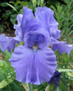 Perene: PLAVA PERUNIKA sadnica