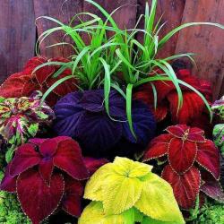 Seme cveća: KOPRIVICA (COLEUS HYBRIDA) - 100 SEMENA
