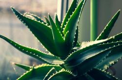 Sadnice - sobne biljke: ALOE VERA - BILJKA