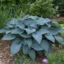 Perene: HOSTA   - SADNICA
