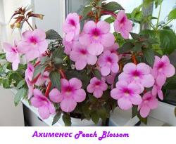 Sadnice - sobne biljke:  AHIMENES ROZE - BILJKA