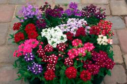 Seme cveća: VRBENA (Verbena hybrida) - 40 semena
