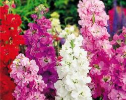 Seme cveća:  LETNJI ŠEBOJ ( MATTIOLA INCANA) - 60 SEMENA 